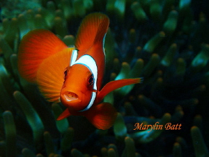 Clown fish with Tongue parasite.  Lembeh Indonesia by Marylin Batt 